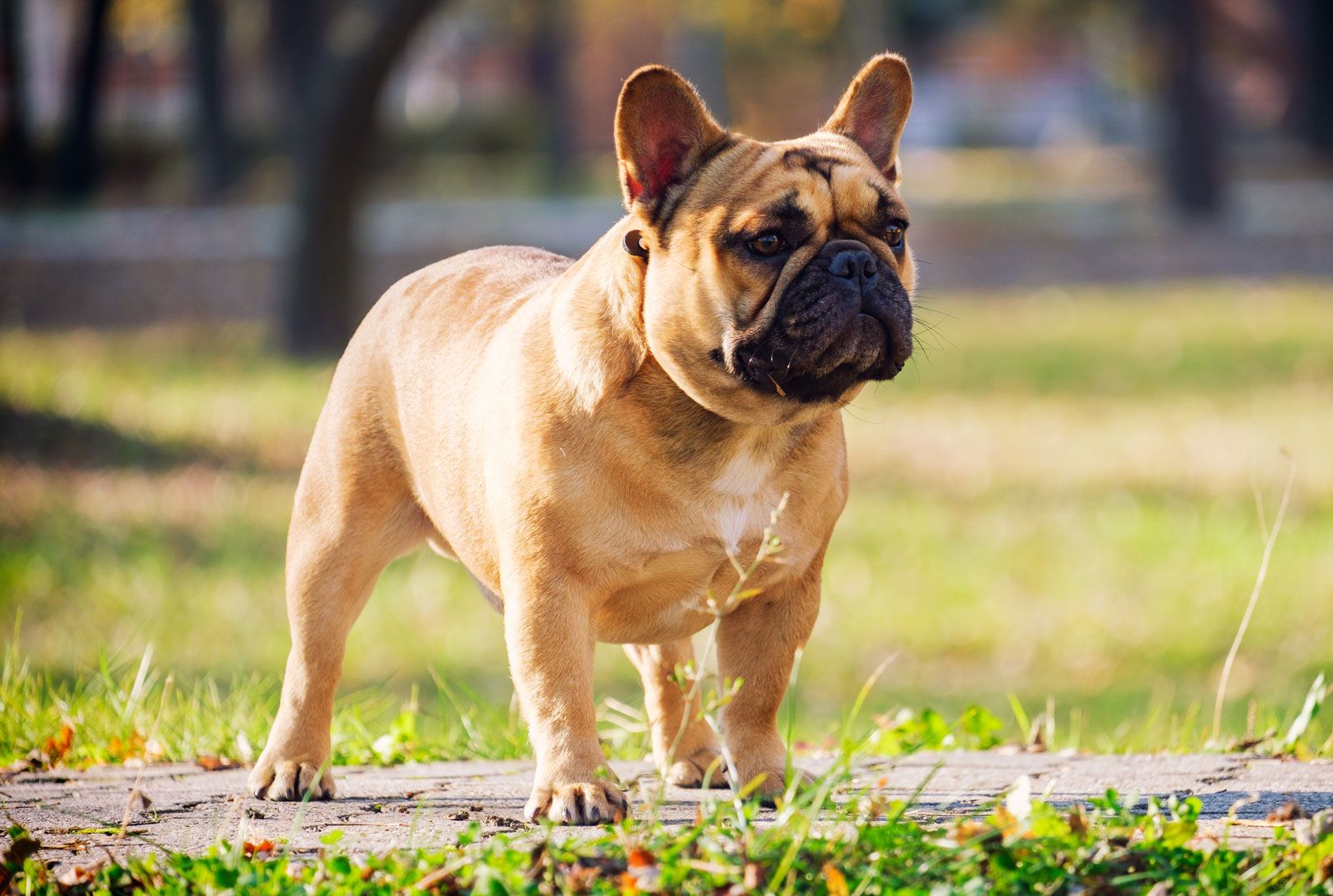 French bulldog