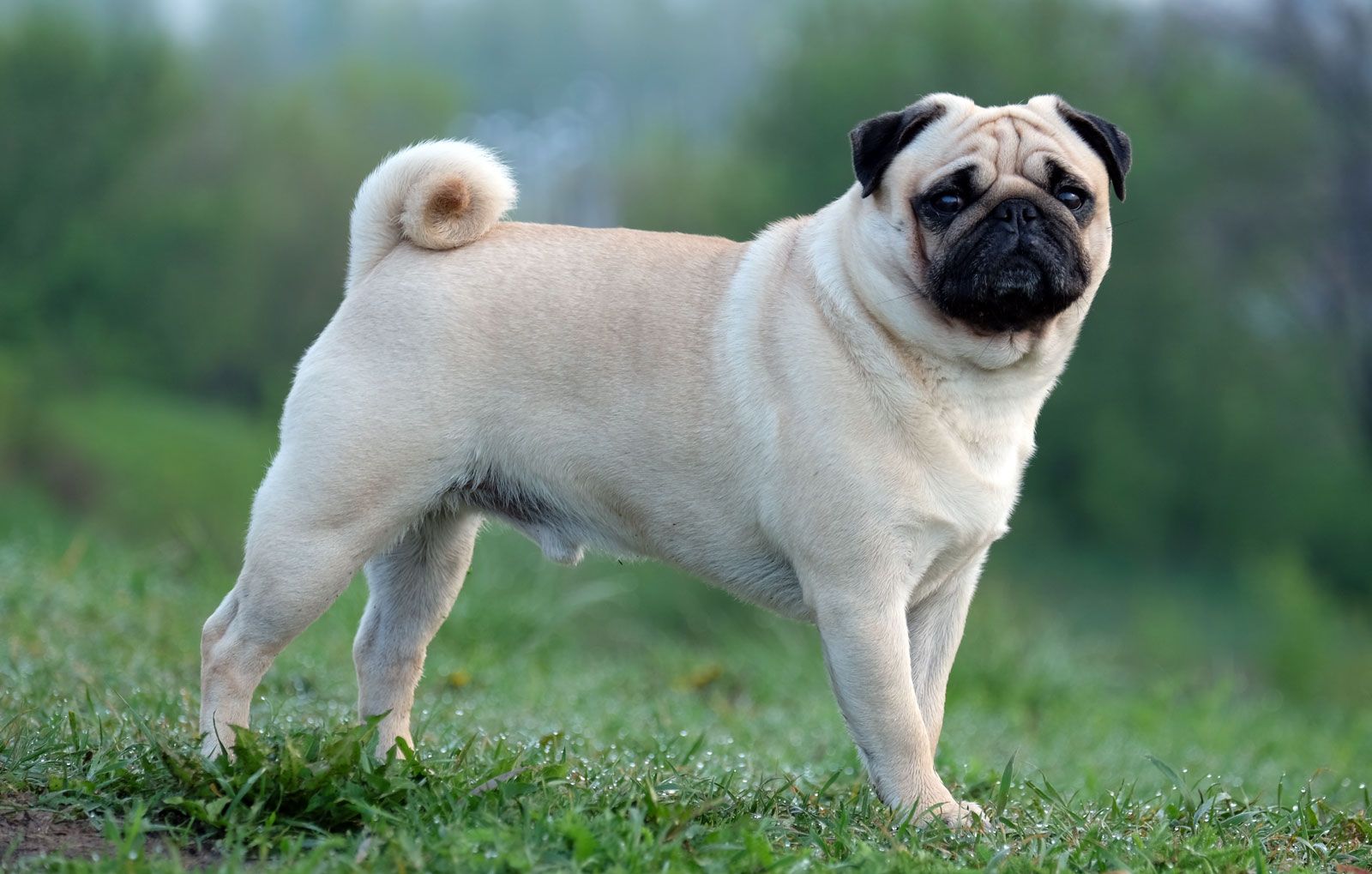Pug standing in the grass